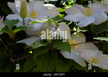 Weiße Clematis-Blüten und Knospen im Schatten am Nachmittag. Stockfoto