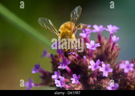 Eine Honigbiene sammelt Nektar und Pollen auf diese kleinen Eisenkraut, violett, lila und rote Blüten, Nahaufnahme verbreitet.