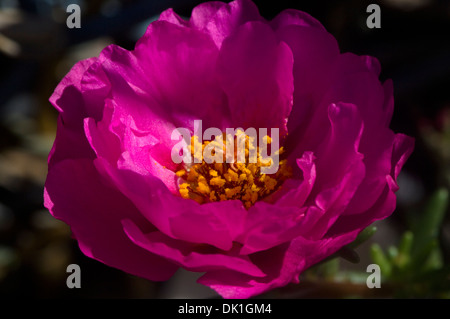 Makro-Bild von einem roten Magenta Portulaca Grandiflora oder eine Blume Moosrose hautnah. Stockfoto