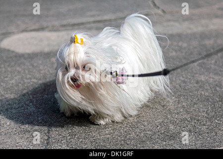 Kleiner Malteser Hund mit langen, seidigen weißen Haaren, gelb und rosa Polka punktiert Bögen, heraus für einen Spaziergang am Nachmittag in ft. Lauderdale. Stockfoto