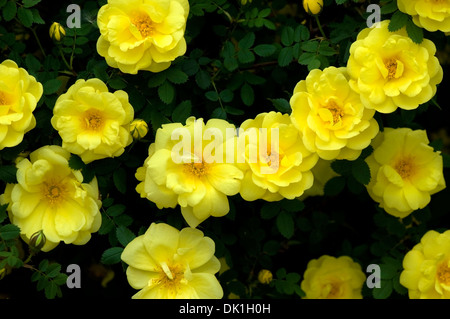 Eine Gruppe von gelben Rosen blühen auf dem rose Strauch. Stockfoto