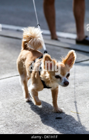 Ein kleiner, langhaariger Chihuahua Hund, für einen Spaziergang am Nachmittag in der Innenstadt von Fort Lauderdale, Florida, USA. Stockfoto