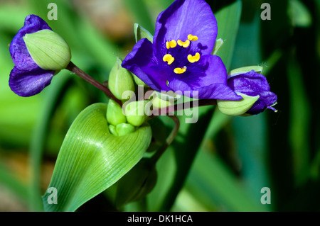 Schließen Sie herauf Bild einer lila Tradescantia Virginiana (Virginia Dreimasterblume) mehrjährige Blume. Stockfoto