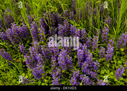 Lila Wildblumen wachsen entlang einer Wäldern im südlichen Indiana in einer National Wildlife Preserve in der Nähe von Seymour, Indiana, USA. Stockfoto