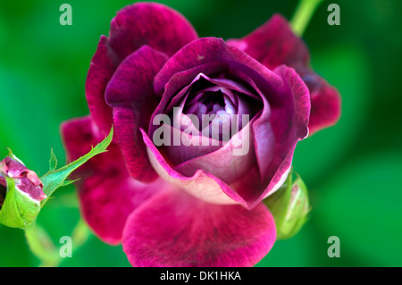 Wählen Sie Schwerpunkt rot-lila rose Blume Closeup. Stockfoto