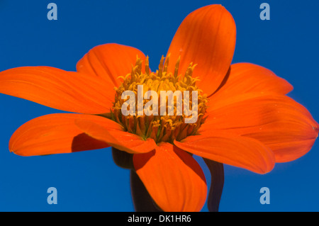 Tithonia Rotundifolia, mexikanische Sonnenblume, Nahaufnahme von seiner "orange Blütenblätter und gelben Pollen gefüllt Zentrum vor blauem Himmel. Stockfoto