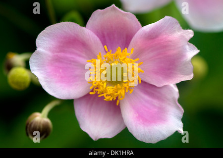 Makro-Bild einer japanischen Anemone Blume, Nahaufnahme mit seiner "Rosa und weißen zarten Blüten und Pollen gefüllt gelben Zentrum. Stockfoto