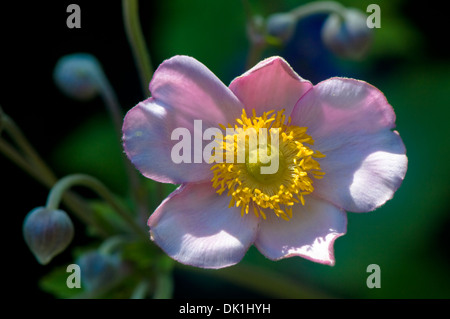 Makro-Bild einer japanischen Anemone Blume, Nahaufnahme mit seiner "Rosa und weißen zarten Blüten und Pollen gefüllt gelben Zentrum. Stockfoto