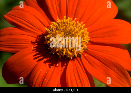 Tithonia Rotundifolia, mexikanische Sonnenblume, Nahaufnahme Makro von seiner "orange Blütenblätter und gelben Pollen gefüllt Zentrum. Stockfoto