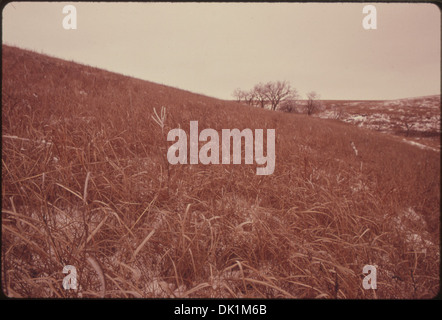 BLICK AUF DIE KONZA PRAIRIE, 1.000 HEKTAR UNBERÜHRTEN TALLGRASS PRAIRIE IN DER NÄHE VON MANHATTAN, KANSAS, IM WINTER. DIE STIMMUNG... 557192 Stockfoto