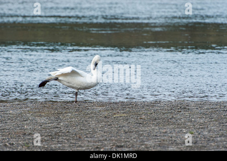 Ein Schwan anmutig posiert in einer Art und Weise Erinnerungen einer Ballett-Tänzerin. Stockfoto