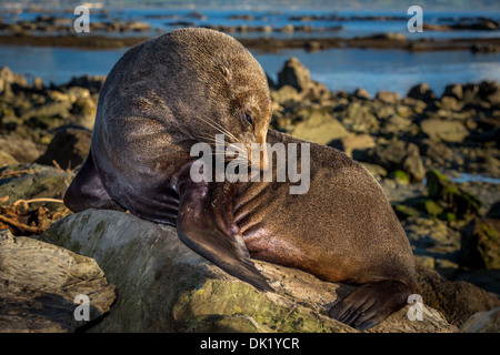 Südlichen Seebär (Arctocephalus Forsteri), in der Nähe von Kaikoura, Südinsel, Neuseeland Stockfoto