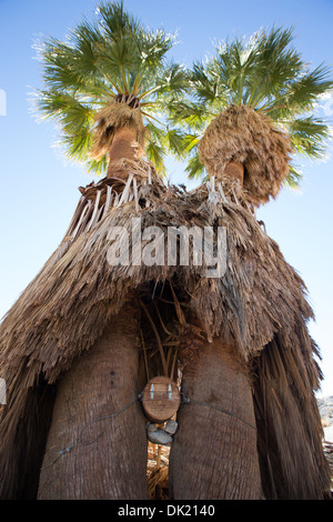 Ein Fass, eingekeilt in Palmen dient als eine informelle Wüste Postfach 17 Palmen-Oase, Anza Borrego Desert State Park, San-USA Stockfoto
