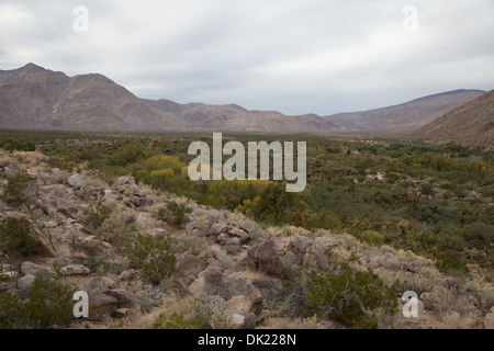 Senken Sie Weiden und Santa Catarina Frühling im Tal Collins der Anza Borrego Desert State Park, San Diego County, Kalifornien. Stockfoto