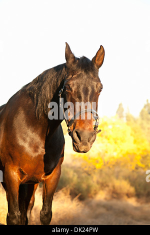 Porträt von braune Pferd im sonnigen Feld Stockfoto