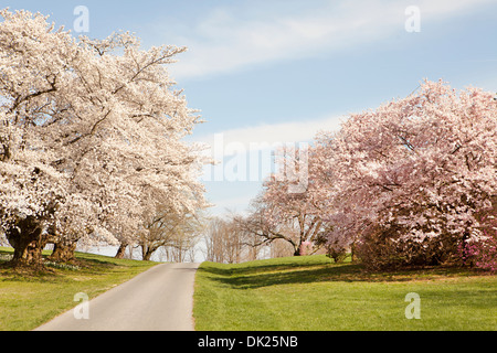 Rosa und weißen Blüten im Frühjahr Bäume Weg Stockfoto