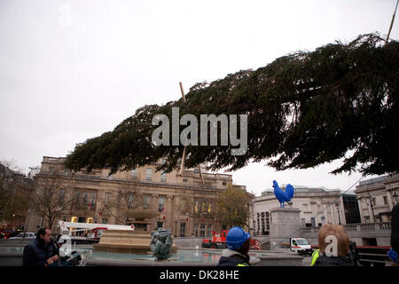 London, UK. 2. Dezember 2013. Der Weihnachtsbaum auf dem Trafalgar Square angehoben über die Wasserspiele Vormittag Credit errichtet werden: Keith Larby/Alamy Live News Stockfoto