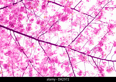 Nahaufnahme niedrigen Winkel von rosa Kirschblüten auf Spring branch Stockfoto