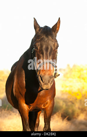 Porträt von braune Pferd im sonnigen Feld bei Sonnenuntergang Stockfoto