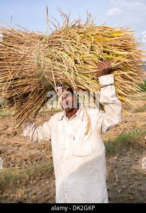 Indische Frau, die ein Bündel von geschnittenen Reispflanzen auf dem Kopf während der Ernte. Andhra Pradesh, Indien Stockfoto