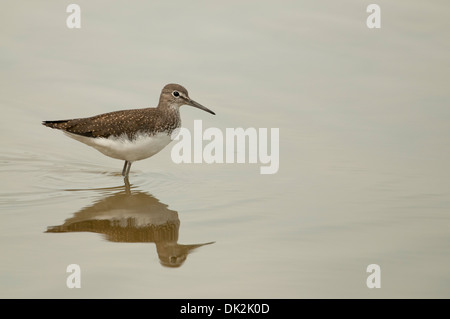 Grüne Flussuferläufer (Tringa Ochropus) auf Herbst Passage, auf Nahrungssuche in einem flachen See Stockfoto