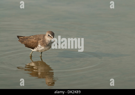 Grüne Flussuferläufer (Tringa Ochropus) auf Herbst Passage, auf Nahrungssuche in einem flachen See Stockfoto