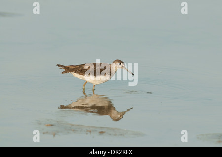 Grüne Flussuferläufer (Tringa Ochropus) auf Herbst Passage, auf Nahrungssuche in einem flachen See Stockfoto