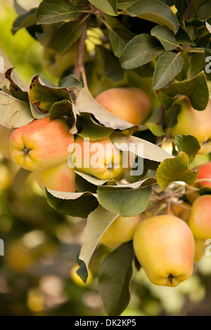 Nahaufnahme von Bio-Äpfel wachsen auf Ast Stockfoto