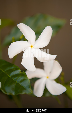 Hohen Winkel Nahaufnahme von tropischen weißen Plumeria Blüten Stockfoto