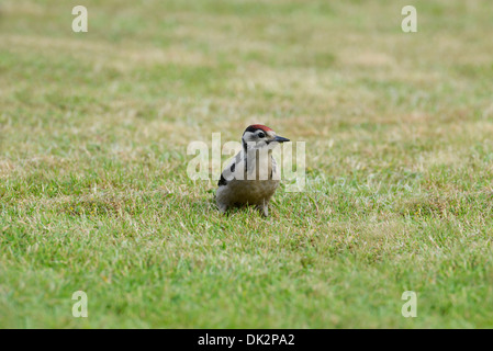 Junge große beschmutzt Specht (Dendrocopus großen) auf Nahrungssuche auf Rasen Stockfoto