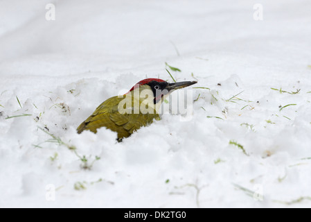 Grünspecht (Picus Viridis) auf Nahrungssuche im Winterschnee. Stockfoto