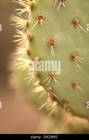 Nahaufnahme Detail Dornenkrone auf stacheligen grüner Kaktus Stockfoto