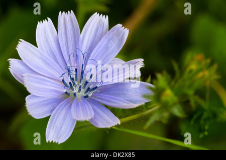 Gemeinsamen Chicorée (lat. Cichorium Intybus) Stockfoto