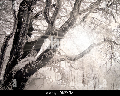 Strahlen der Sonne durch die Äste eines Baumes bedeckt mit Schnee Stockfoto