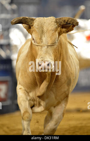 21. Februar 2011 - Arlington, Texas, USA - 19. Februar 2011: Ein bucking Bull während der PBR Dickies Eisen Cowboy Invitational II präsentiert von WinStar Casino der Welt im Cowboys Stadium in Arlington, TX. (Kredit-Bild: © Patrick Grün/Southcreek Global/ZUMAPRESS.com) Stockfoto