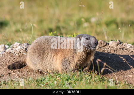 Alpine Marmot Stockfoto