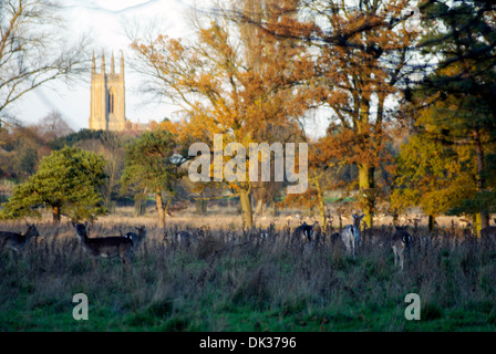 Rehe grasen im Wildpark im Charlecote park Stockfoto