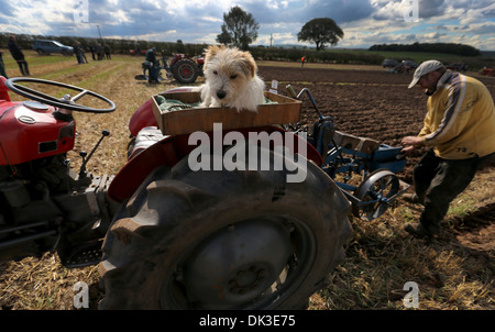 0709/13 Joey einen zwei-jährigen Jack Russell wacht auf frühere Gewinner Richard Ingram, wie er gerade Furchen der EUR Pflüge Stockfoto