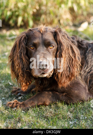 Deutscher Wachtelhund - deutsche Spaniel Stockfoto