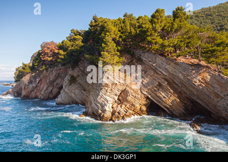 Küstenfelsen mit Pinien. Adria, Montenegro Stockfoto