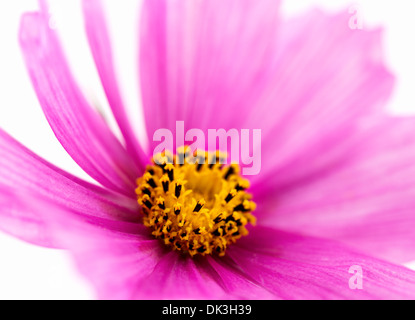 Nahaufnahme einer rosa Cosmos Blume, isoliert auf weiße, flache Schärfentiefe Stockfoto