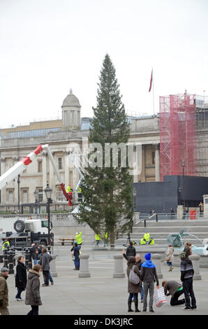 London, UK. 2. Dezember 2013. Weihnachtsbaum, ein Geschenk aus Norwegen in Trafalgar Square in London steigt, 12.02.2013 Credit: JOHNNY ARMSTEAD/Alamy Live News Stockfoto