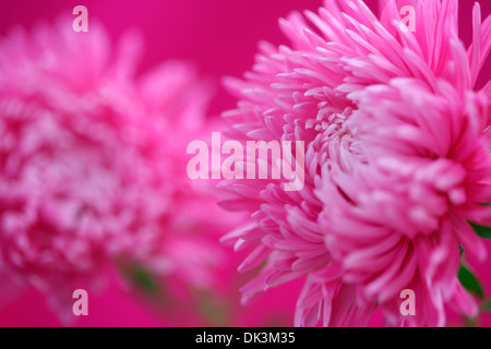 entzückende rosa Astern Jane Ann Butler Fotografie JABP857 Stockfoto