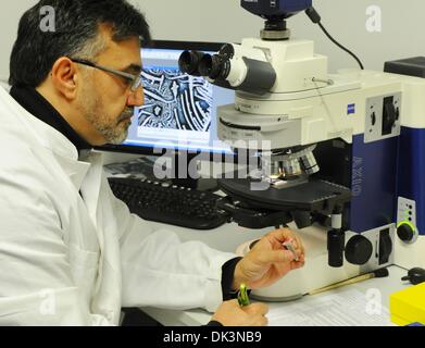 Leipzig, Deutschland. 15. Januar 2013. Spanische Biochemiker Luis I. Gomez untersucht eine Probe unter dem Mikroskop in die Leipziger Firma Indago in Leipzig, Deutschland, 15. Januar 2013. Gomez leitet ein Team von deutschen Wissenschaftlern, die eine neue Methode zur Vorbeugung von Darmkrebs entdeckt. Das Bundesministerium für Wirtschaft und Technologie, prekanzerösen kolorektalen Polypen kann mit der Methode, finanziert vom Bundesministerium für Bildung und Forschung sowie durch einen Bluttest diagnostiziert werden. Foto: Waltraud Grubitzsch - Achtung! KEIN Kabel-SERVICE-/ Dpa/Alamy Live News Stockfoto