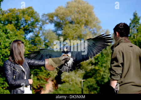 Chilenische blaue Adler landen auf Handler behandschuhten Hand., Geranoaetus Melanoleucus Australis, Sy Western schwarz Oberkörper Bussard Adler Stockfoto