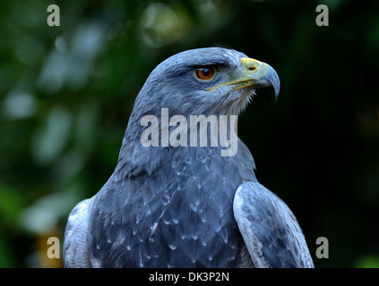 Kopf Porträtaufnahme der chilenischen blaue Adler, Geranoaetus Melanoleucus Australis, auch bekannt als Western schwarz Oberkörper Bussard Adler Stockfoto