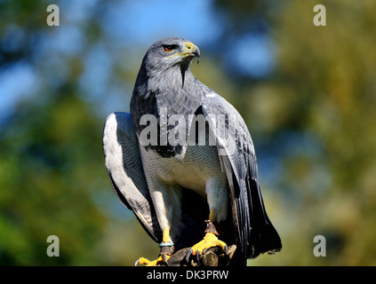 Chilenische Blue Eagle Geranoaetus Melanoleucus Australis, auch bekannt als Western schwarz Oberkörper Bussard Adler, schwarz & weißen Falken Adler Stockfoto