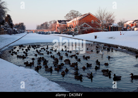 Enten und Schwäne auf dem Wasser der weitgehend gefrorenen Shropshire Union Canal, Market Drayton, Shropshire, England Stockfoto