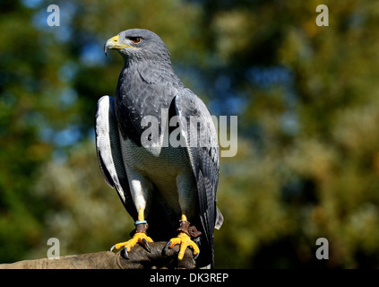 Chilenische Blue Eagle Geranoaetus Melanoleucus Australis, auch bekannt als Western schwarz Oberkörper Bussard Adler, schwarz & weißen Falken Adler Stockfoto