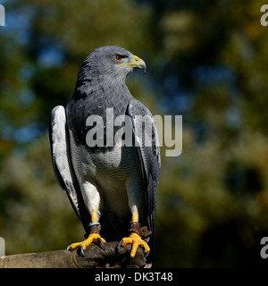 Chilenische Blue Eagle Geranoaetus Melanoleucus Australis, auch bekannt als Western schwarz Oberkörper Bussard Adler, schwarz & weißen Falken Adler Stockfoto